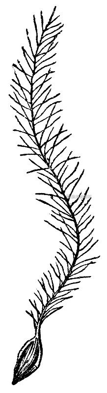 旅行者的喜悦花(弗吉尼亚铁线莲)羽毛瘦果- 19世纪